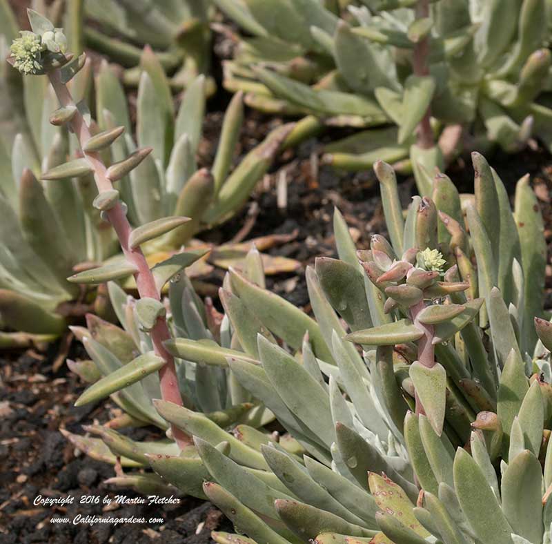 Dudleya caespitosa, Sea Lettuce