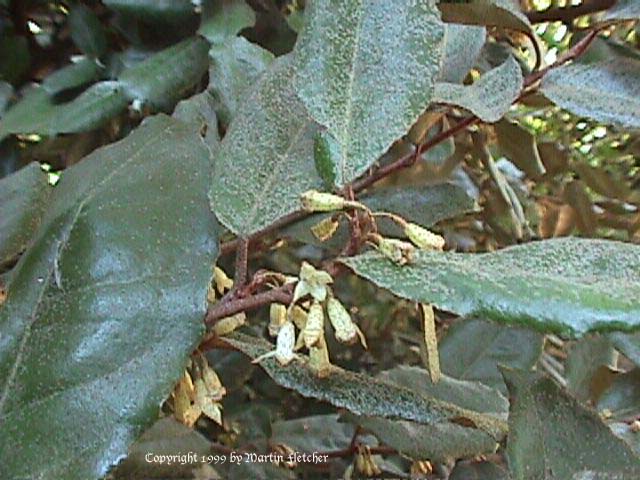 Elaeagnus pungens, Russian Olive, Silverberry