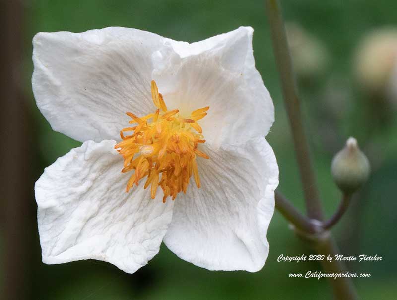 Eomecon chionantha, Snow Poppy, Chinese Bloodroot