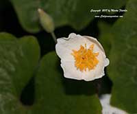 Eomecon chionantha, Chinese Bloodroot, Snow Poppy