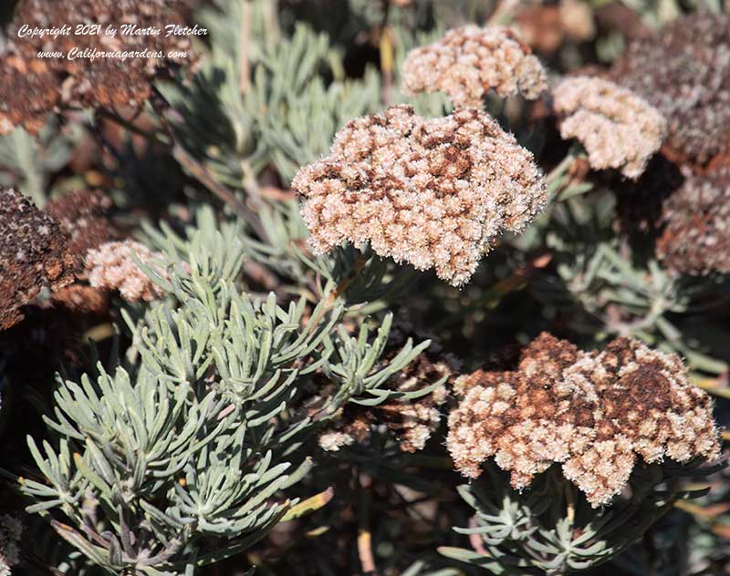 Eriogonum arborescens, Santa Cruz Island Buckwheat