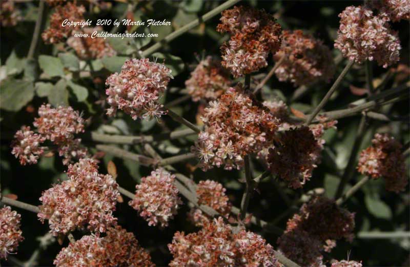 Eriogonum cinereum, Ashy Leaf Buckwheat, Coastal Buckwheat