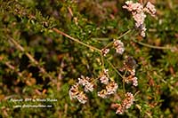Eriogonum fasciculatum Warriner Lytle, Warriner Lytle California Buckwheat