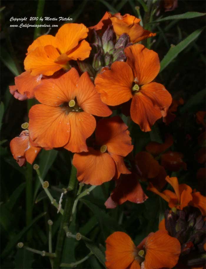 Erysimum Apricot Twist, Perennial Wall Flower