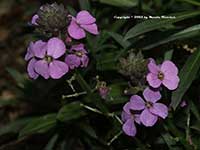 Erysimum Bowles Mauve, Bowles Mauve Wallflower, Purple Wallflower