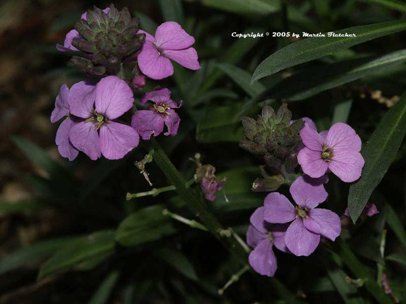 Erysimum Bowles Mauve, Purple Wall Flower