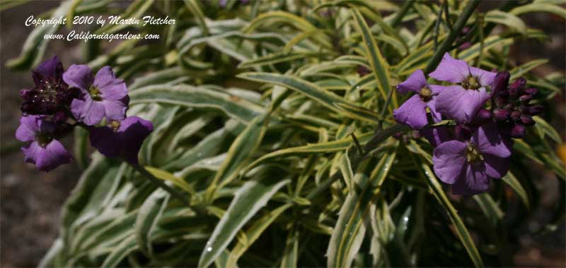 Erysimum linifolium variegatum, Variegated Wall Flower