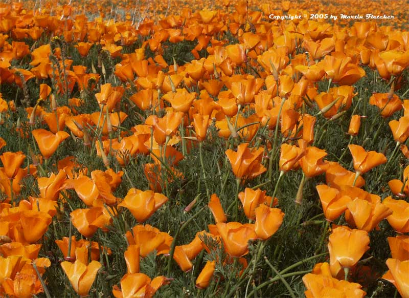 Eschscholzia californica, California Poppy