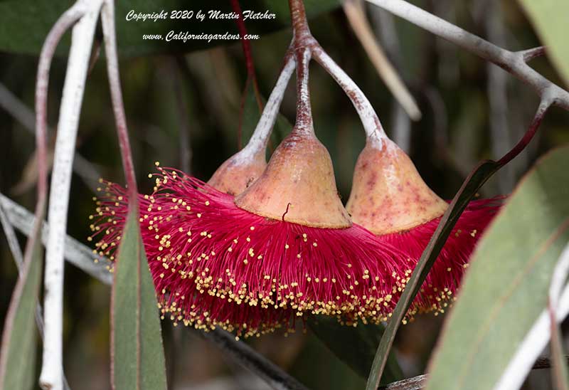 Eucalyptus caesia magna, Silver Queen