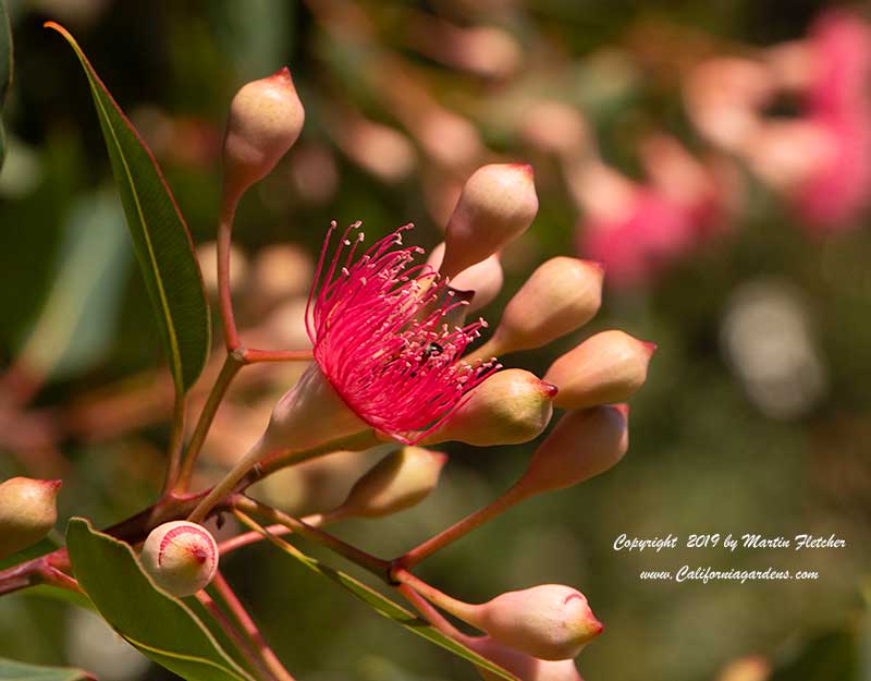 Corymbia ficifolia, Eucalyptus ficifolia, Red Flowering Gum, Pink Flowers