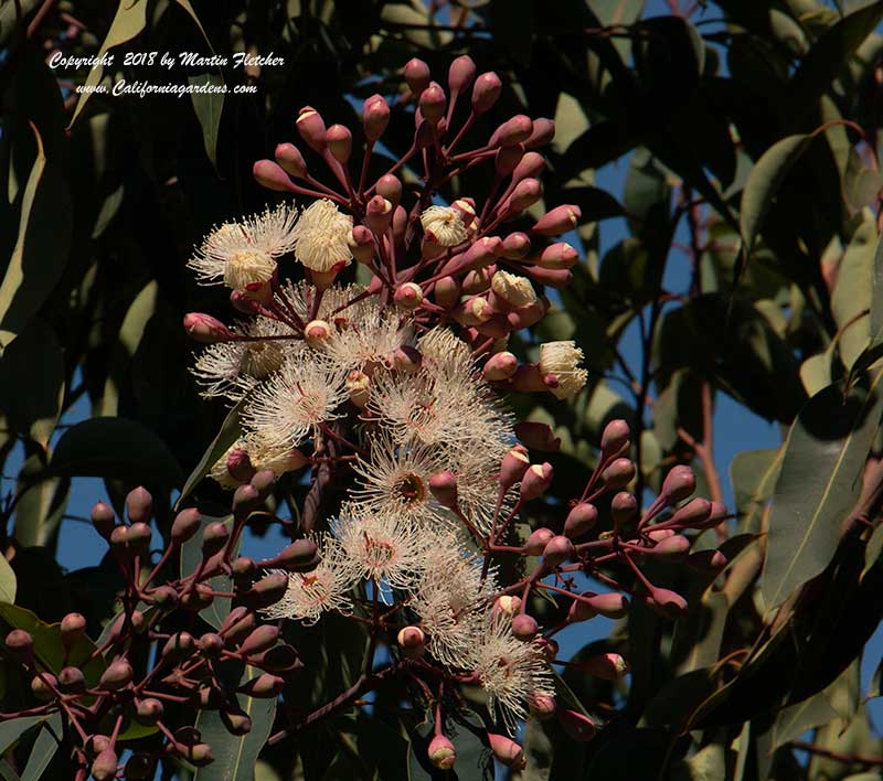 Corymbia ficifolia, Eucalyptus ficifolia, Red Flowering Gum, White Flowers