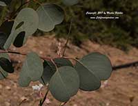 Silver Dollar Gum, Eucalyptus polyanthemos