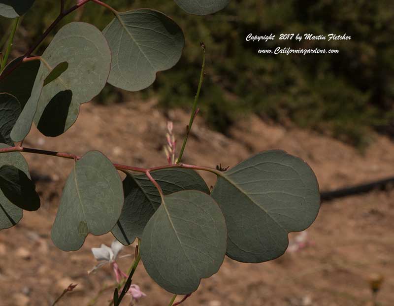 Eucalyptus polyanthemos, Silver Dollar Gum