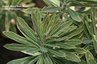 Euphorbia Ascot Rainbow, Ascot Rainbow Spurge