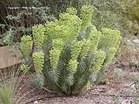 Euphorbia characias wulfenii, Mediterranean Spurge