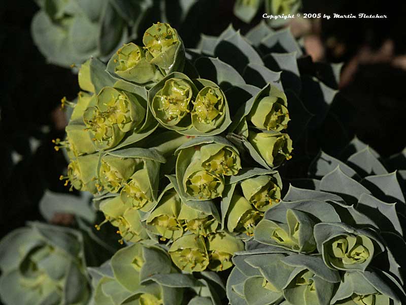 Euphorbia myrsinites, Myrtle Spurge, Donkeytail Spurge, Creeping Spurge