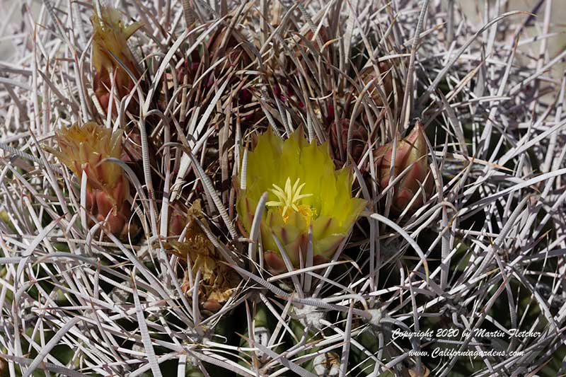 Ferocactus cylindraceus, California Barrel Cactus, Desert Barrel Cactus, Miner's Compass