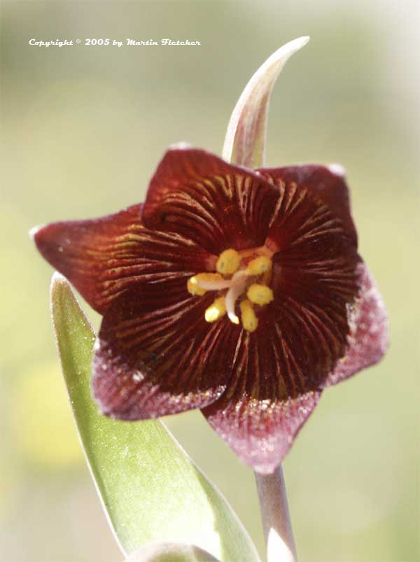 Chocolate Lily, Fritillaria biflora
