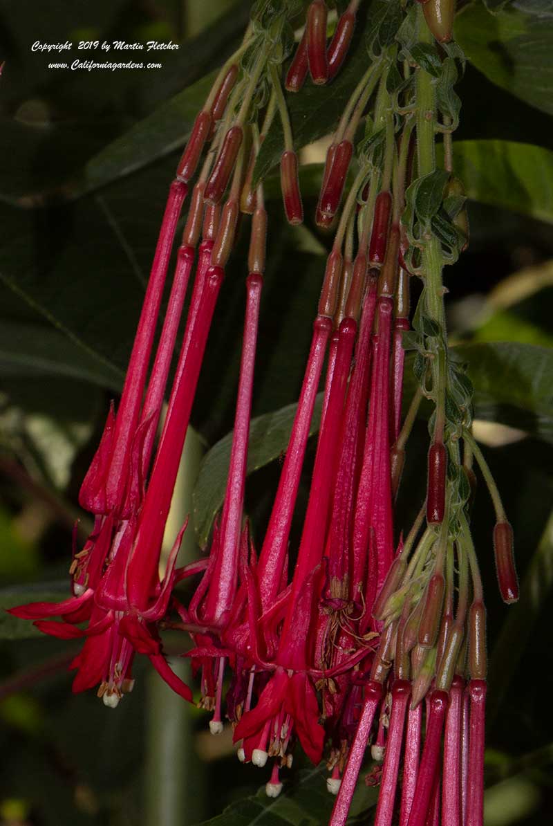 Fuchsia corymbiflora, Peruvian Berry Bush