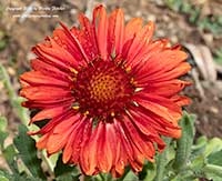 Gaillardia grandiflora Mesa Red, Mesa Red Blanketflower