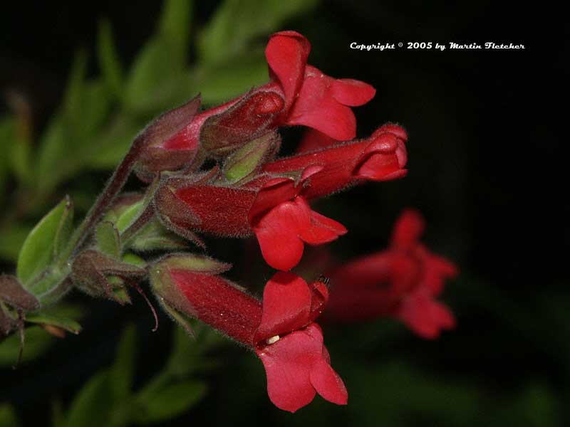 Galvezia speciosa firecracker, Island Snapdragon