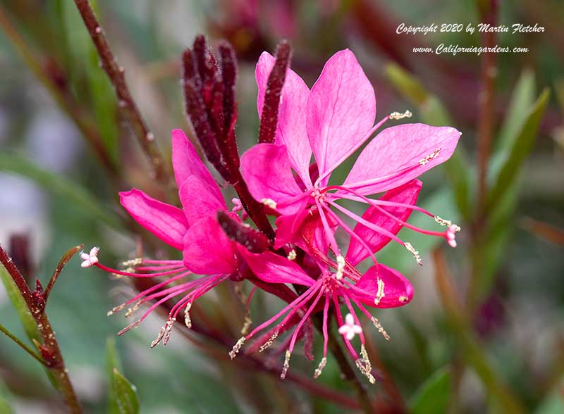 Gaura Dark Pink, Dark Pink Wand Flower