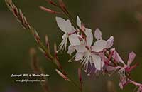 Gaura lindheimeri, Bee Blossom