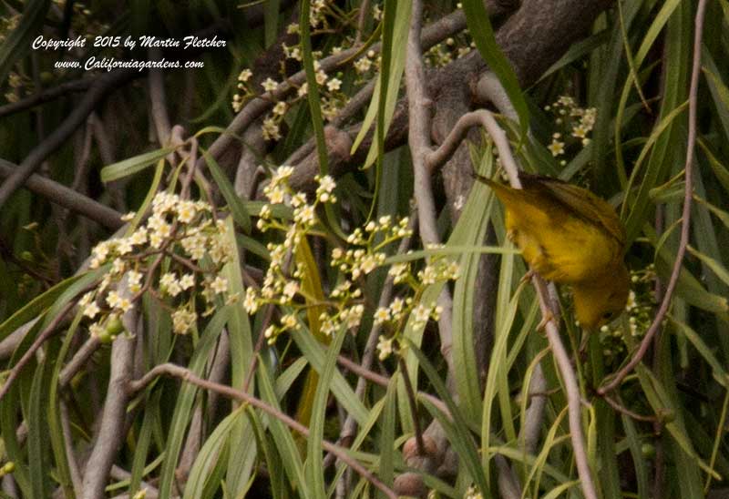 Geijera parviflora, Australian Willow