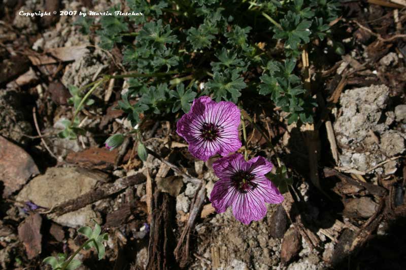 Geranium cinereum Lawrence Flatman