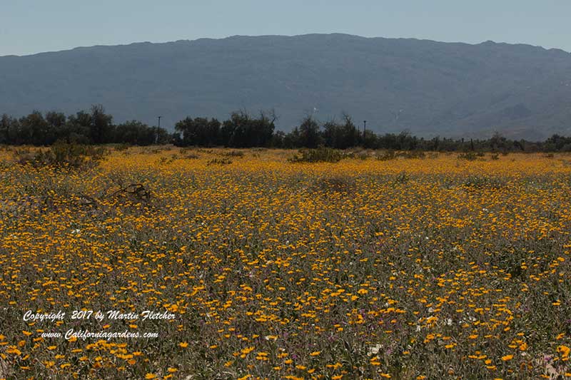 Geraea canescens, Hairy Desert Sunflower field