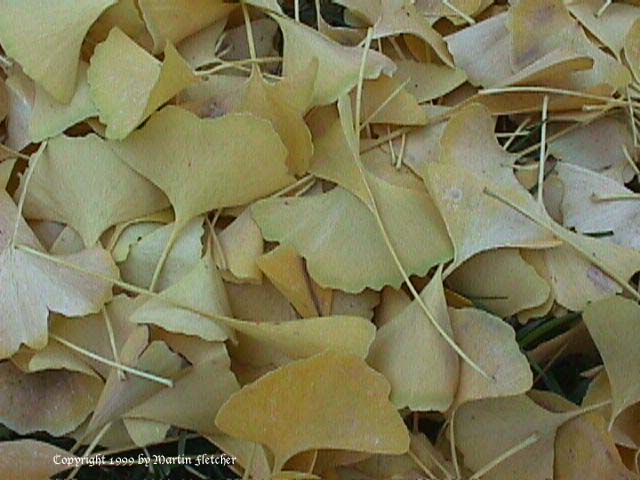 Gingko biloba leaves in Fall