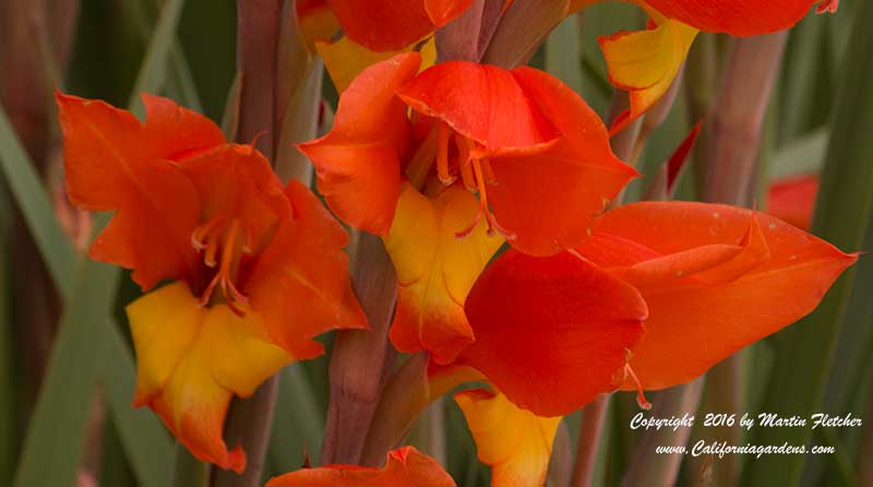 Gladiolus dalenii, Corn Flag