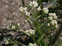 Gnaphalium californicum, Pearly Everlasting