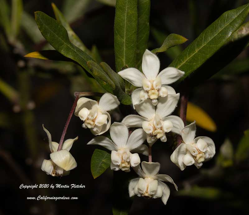 Gomphocarpus fruticosus, Swan Milkweed, Narrow Leaf Cotton Plant