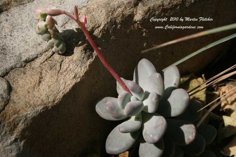 Graptopetalum amethystinum, Jewel Leaf Plant