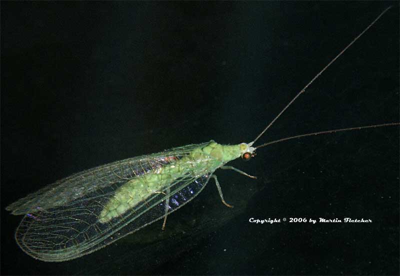 green Lacewing
