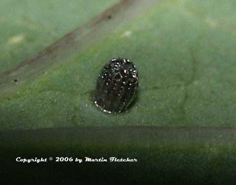 Gulf Fritillary Egg