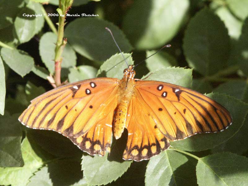 Gulf Fritillary, Agraulis vanillae