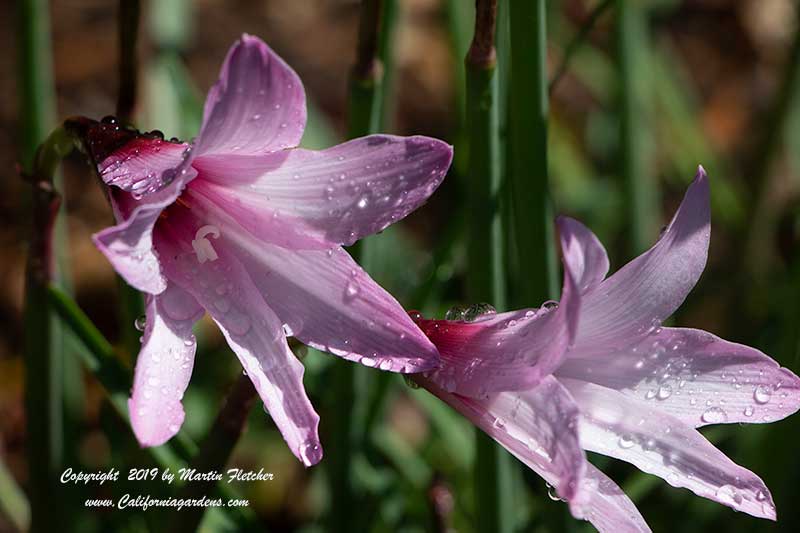 Habranthus brachyandrus, Rain Lily