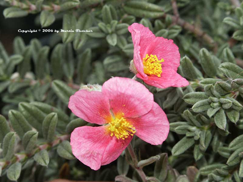 Helianthemum Belgravia Rose, Pink Sunrose