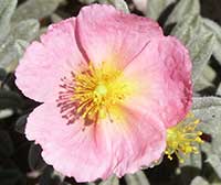 Helianthemum Wiseley Pink, Pale Pink Sunrose