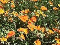 Helianthemum Brunette, Orange Sunrose