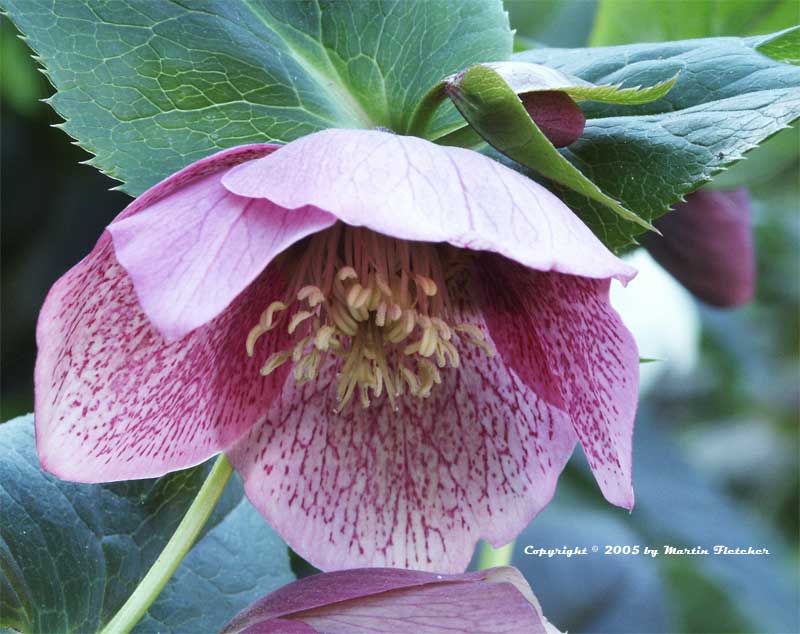 Helleborus orientalis, Lenten rose