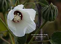 Hibiscus lasiocarpos, Hibiscus californicus, Woolly Rose Mallow