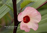 Hibiscus sabdariffa, Roselle