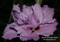 Hibiscus syriacus Lavender Chiffon, Semidouble Pink Rose of Sharon