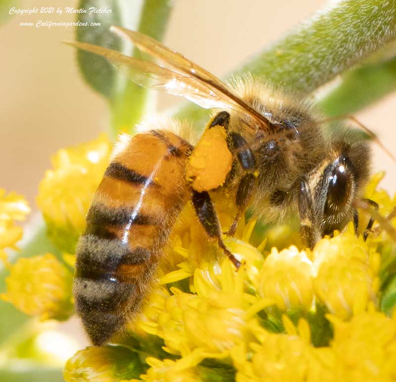 Honey Bee on California Goldenrod