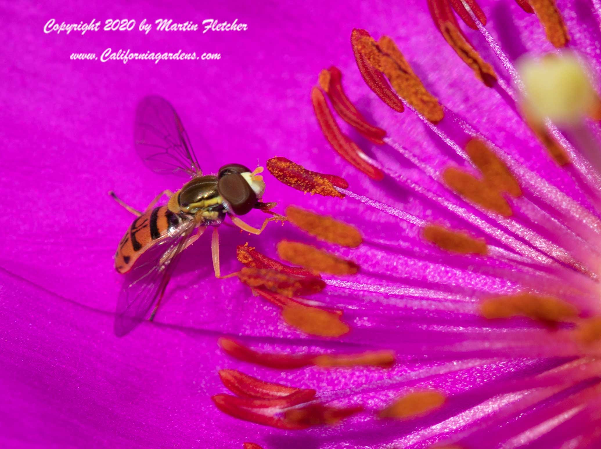 Hover Fly Pollen, Flower Fly, Syrphid, Toxomerus marginatus
