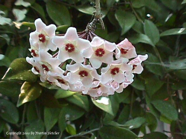 California Gardens - HOYA carnosa - Wax Vine