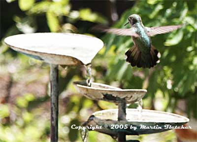 California Gardens - Attract Hummingbirds - Hummingbird Garden Design